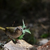 Olive Sparrow, Neals Lodge, Concan, Texas
